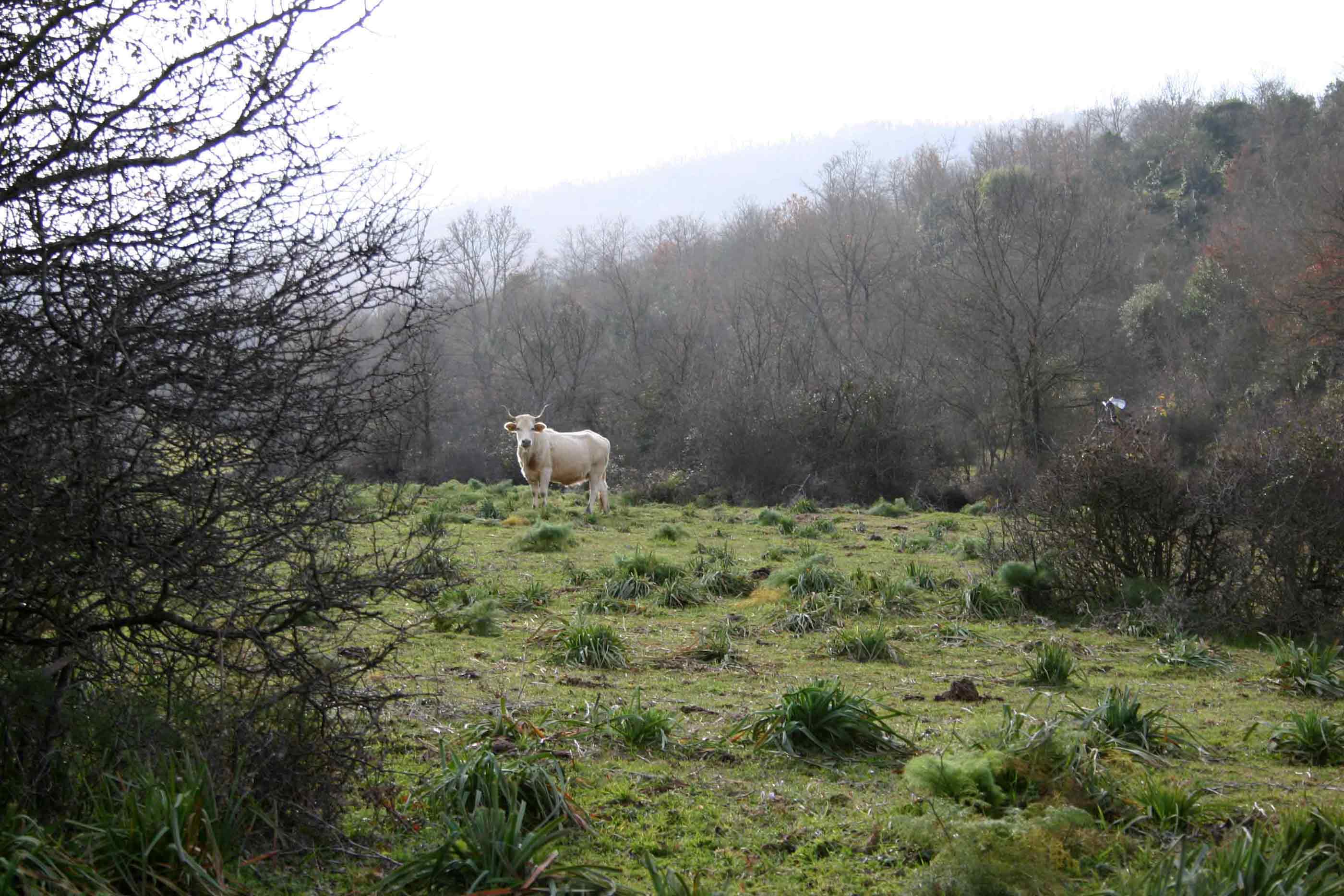 Monti della Tolfa: Rio fiume